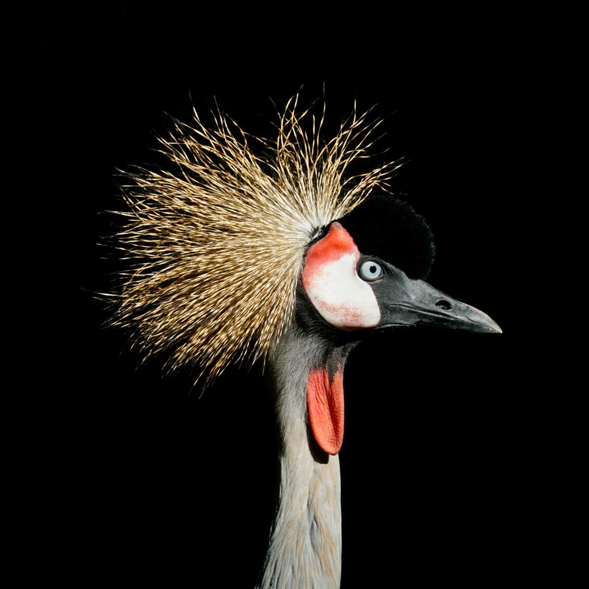 Apple Capital Print Management London | Brazilian bird with head feathers on a black background