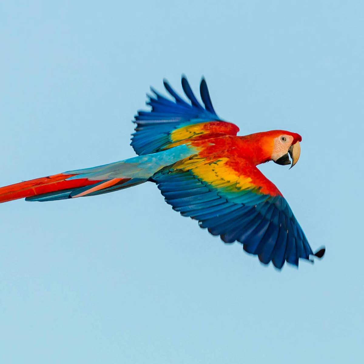 Apple Capital Print Management London | Colourful parrot in flight