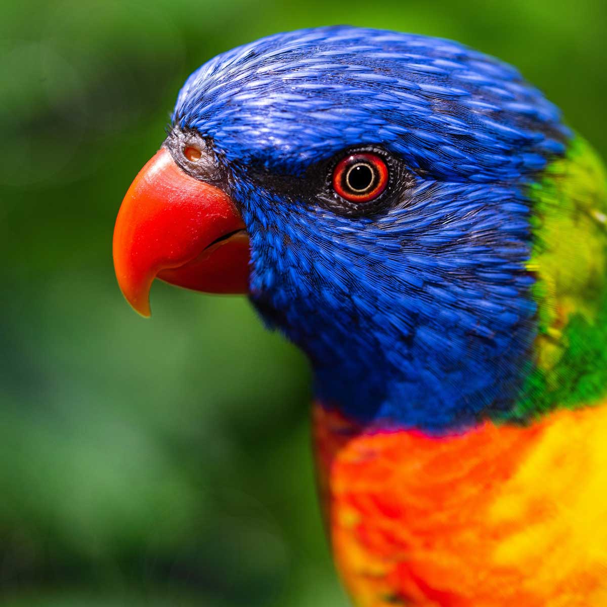 Apple Capital Print Management London | Close up of a small, coloured bird