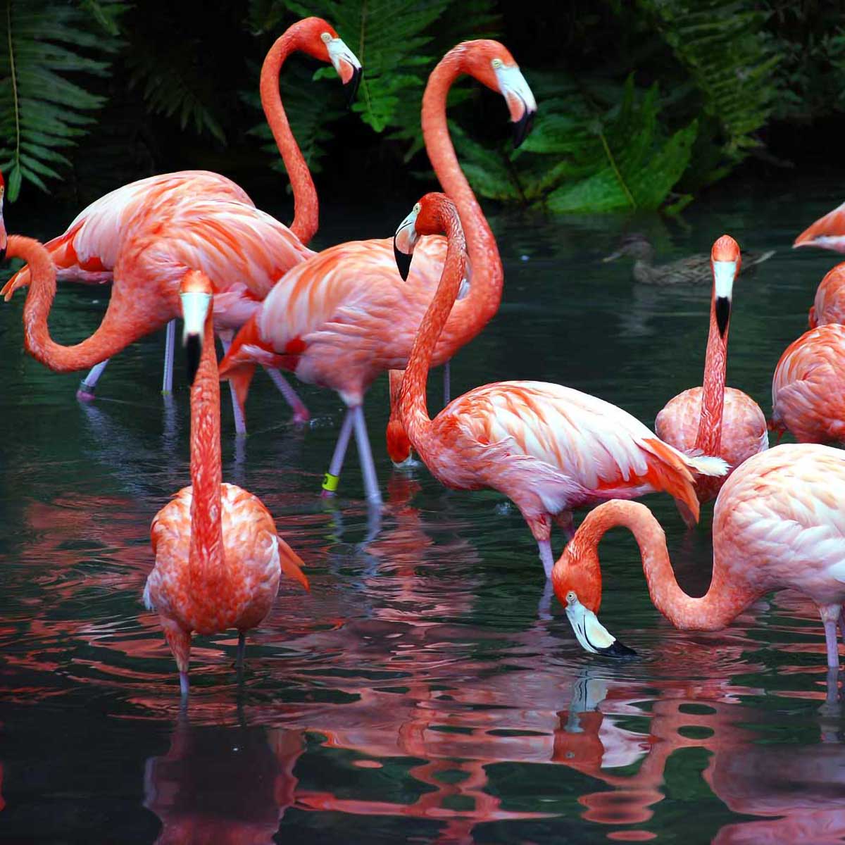 Apple Capital Print Management London | Pink flamingos in a pond