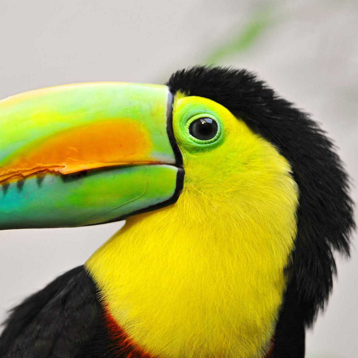 Apple Capital Print Management London | Toucan with colourful bill