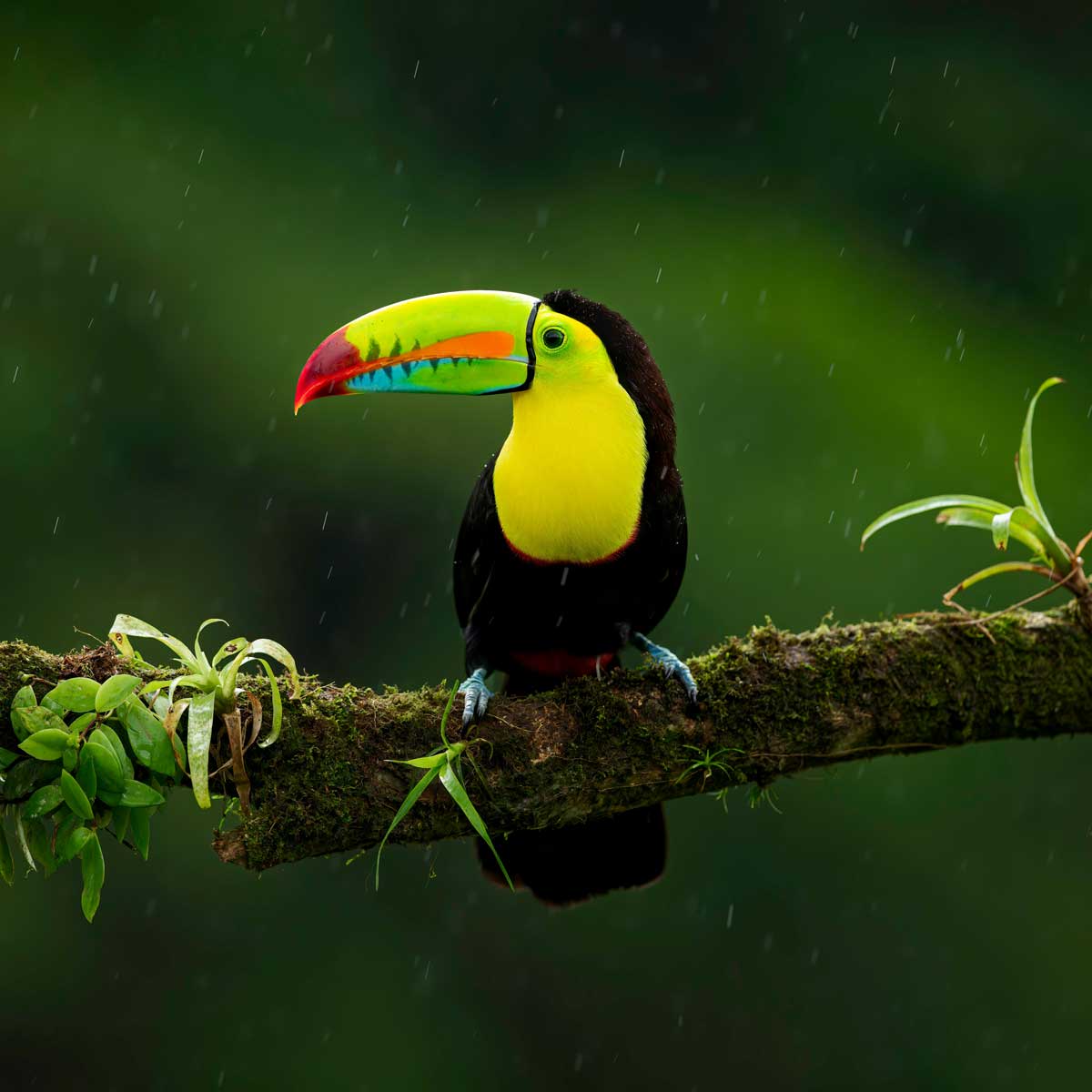 Apple Capital Print Management London | Toucan sitting on a branch in a forest